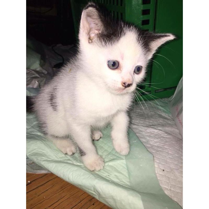 Adorable kittens for sale