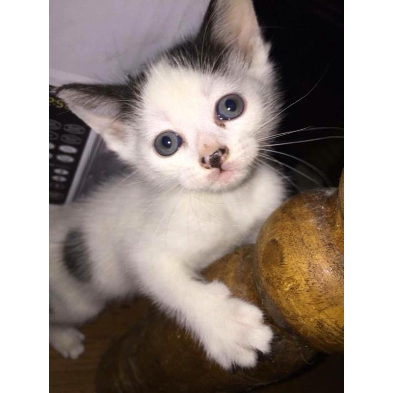 Adorable kittens for sale