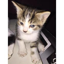 Adorable kittens for sale
