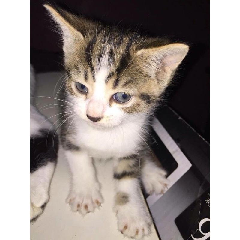 Adorable kittens for sale