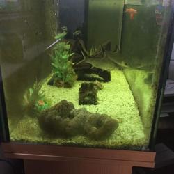 FISH TANK