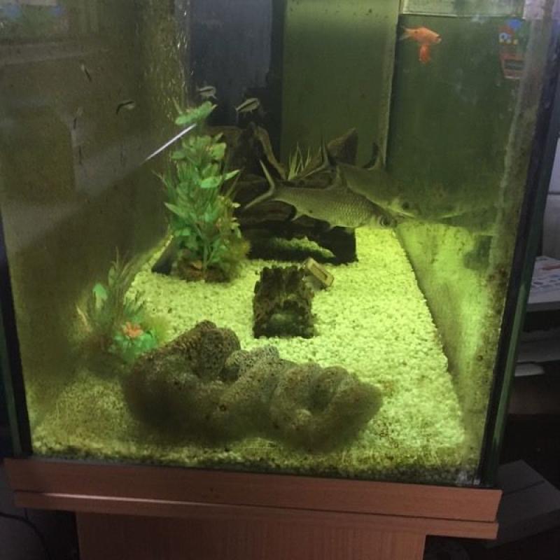 FISH TANK