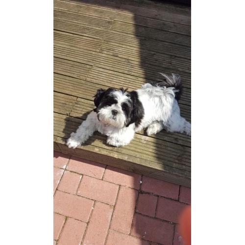 Shitzue dog