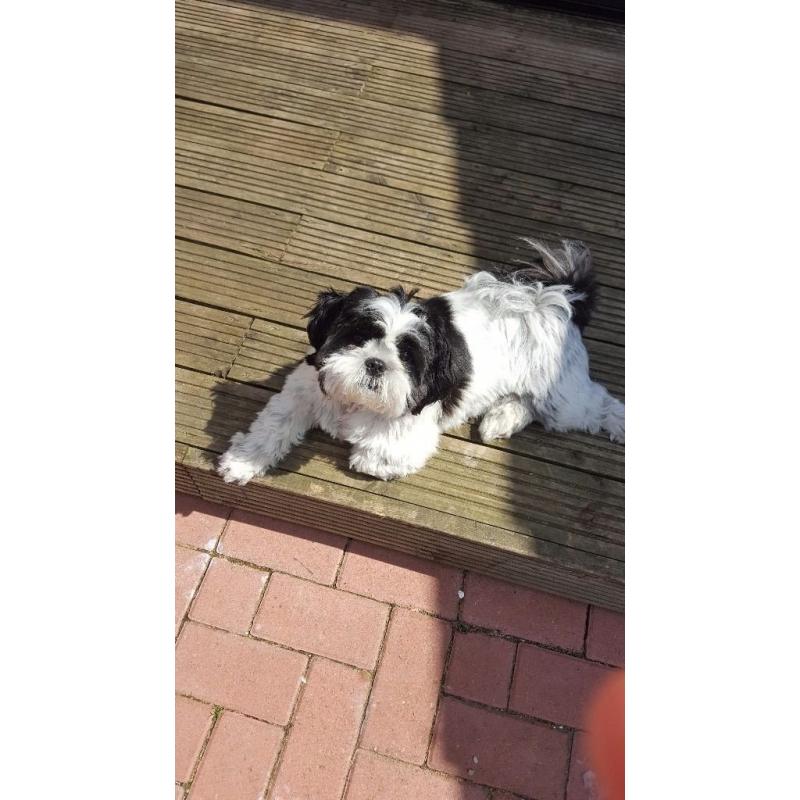 Shitzue dog