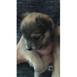 Chihuahua puppies