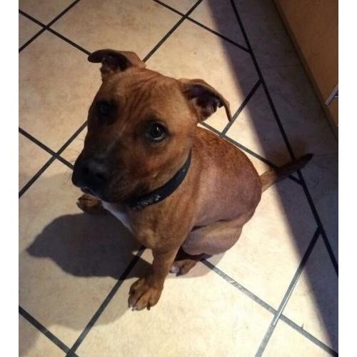 Affectionate staffie X