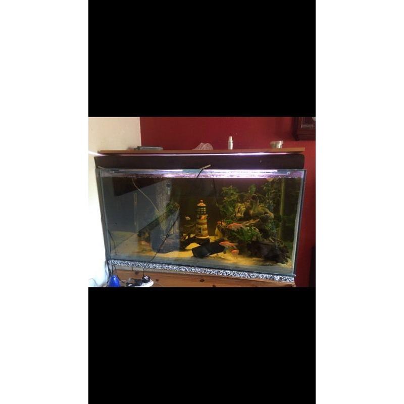 **Fish tank**