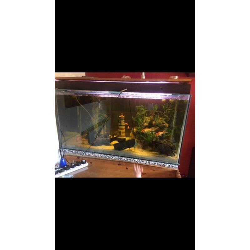 **Fish tank**