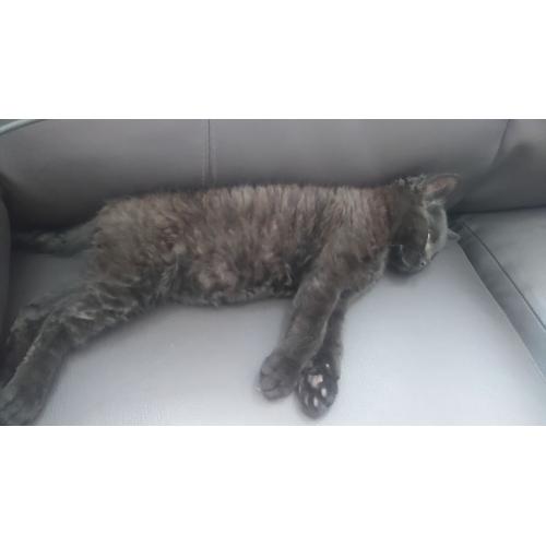 Short Hair British Kitten boy 14 weeks old 5th pedigree certificate