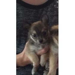 Chihuahua puppies