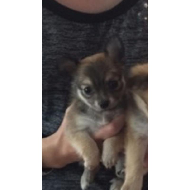Chihuahua puppies