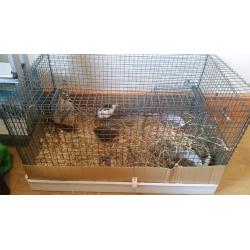 Pair of Chinese Painted Quails for sale + cage