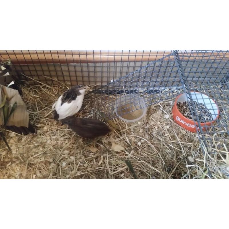 Pair of Chinese Painted Quails for sale + cage