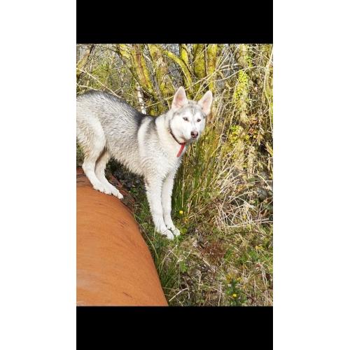 Beautiful 7 month huskamute for sale