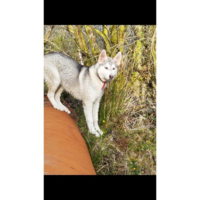 Beautiful 7 month huskamute for sale