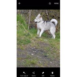 Beautiful 7 month huskamute for sale