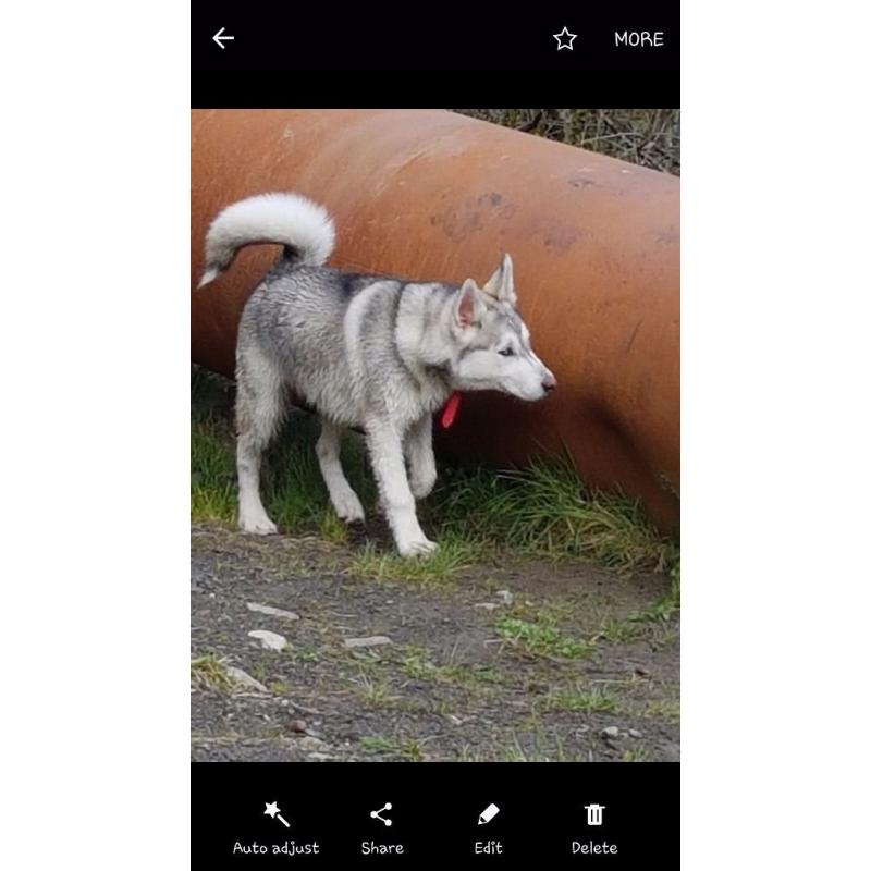 Beautiful 7 month huskamute for sale