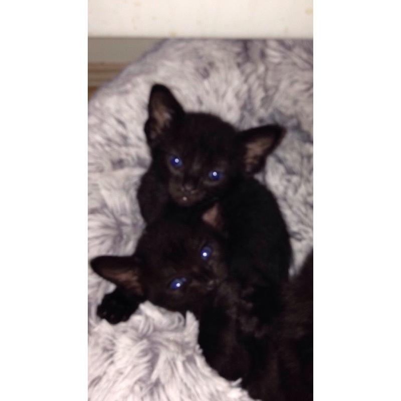 Siamese x Persian