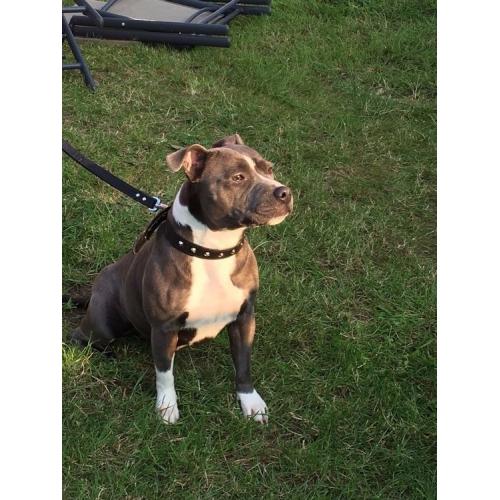BLUE STAFFY FEMALE 13 MONTHS OLD PEDAGREE WITH FIVE GENERATION CERTICATE HART BREAKING TO SELL