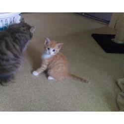 Kittens