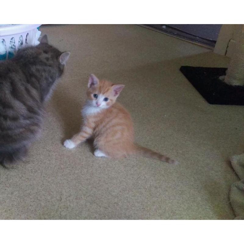 Kittens