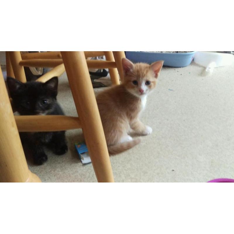Kittens
