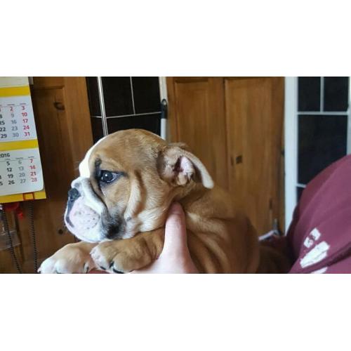 British Bulldog 5 star puppies