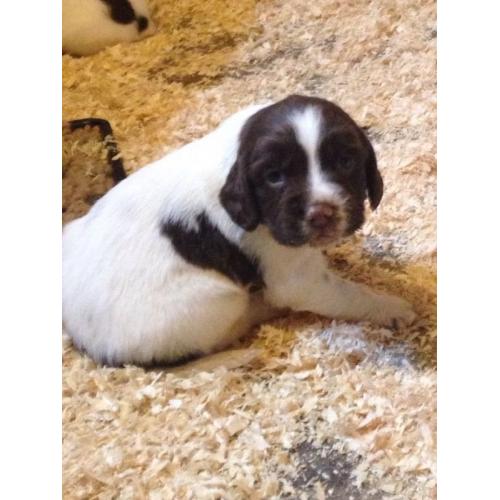 KC Registered English Springer Spaniel pup **Last One**