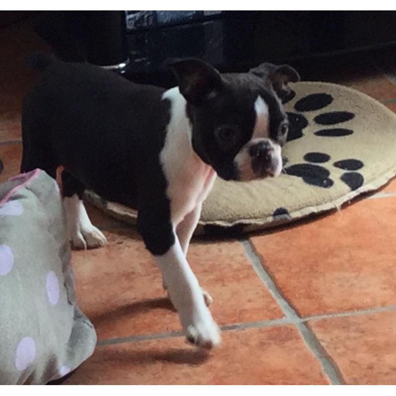Boston terrier puppies