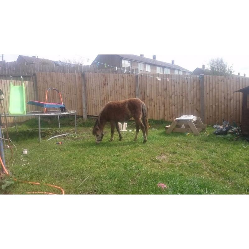 Grey section a colt