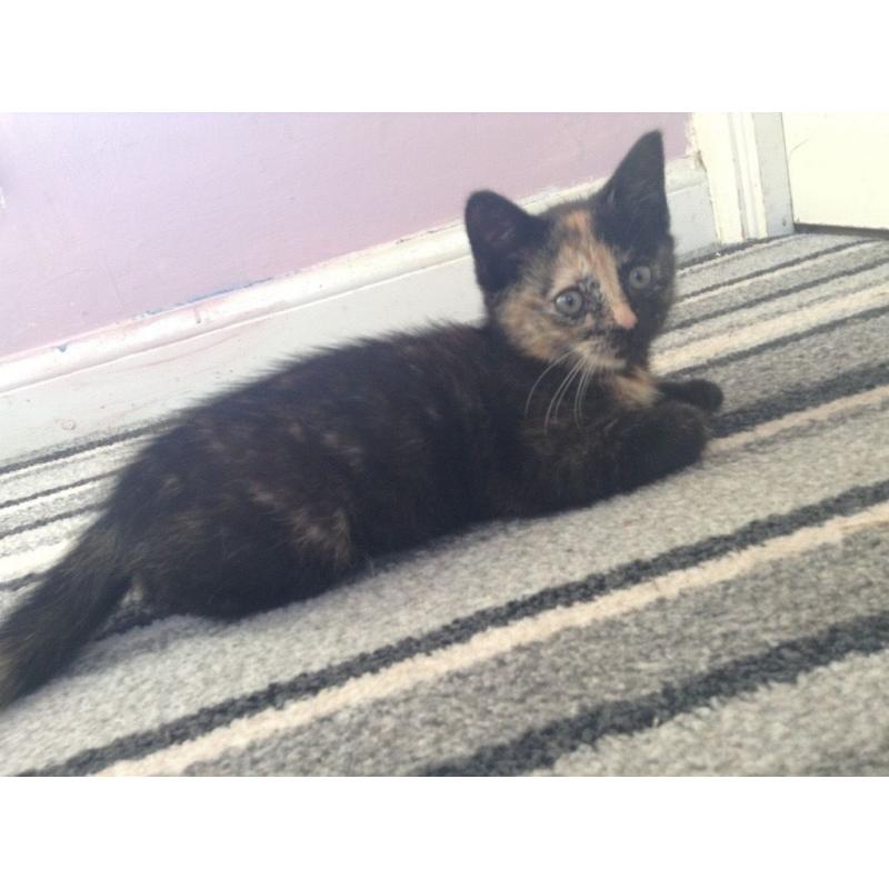 Kittens for sale - ready to be rehomed