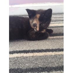 Kittens for sale - ready to be rehomed