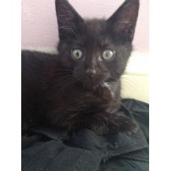 Kittens for sale - ready to be rehomed