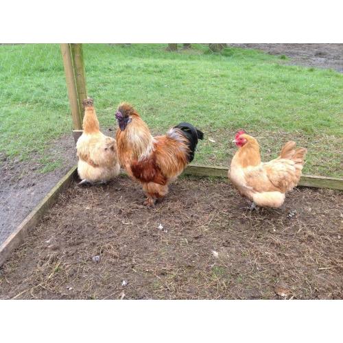 Laying hens and Silkie bantams for sale
