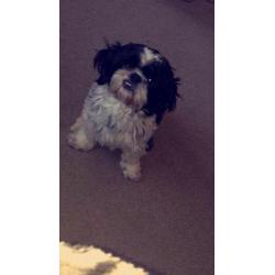 Lovely fluffy shih-tzu puppies