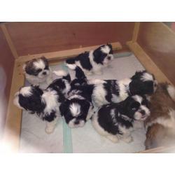 Lovely fluffy shih-tzu puppies