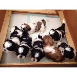 Lovely fluffy shih-tzu puppies