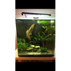 Square FISH TANK (lots of extras)