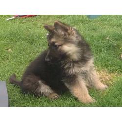 GERMAN SHEPHERDS PUPPIES FOR SALE