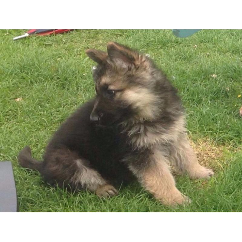 GERMAN SHEPHERDS PUPPIES FOR SALE