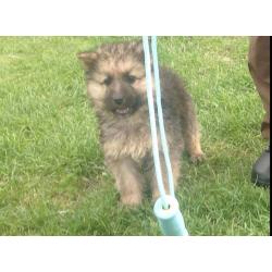 GERMAN SHEPHERDS PUPPIES FOR SALE