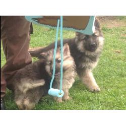 GERMAN SHEPHERDS PUPPIES FOR SALE