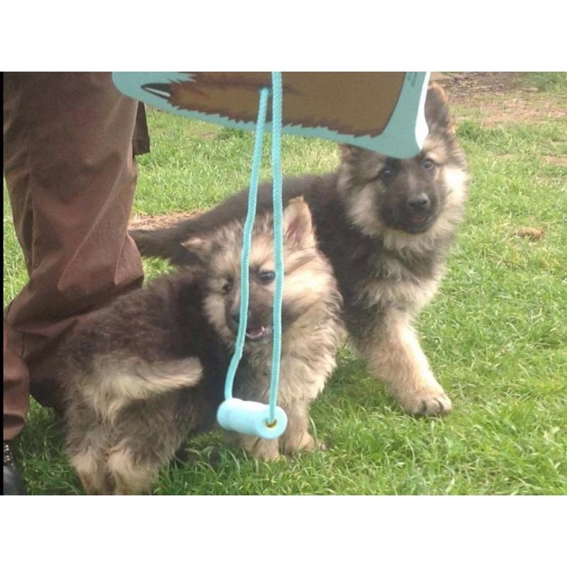 GERMAN SHEPHERDS PUPPIES FOR SALE