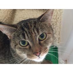 Bella, gentle indoor female cat