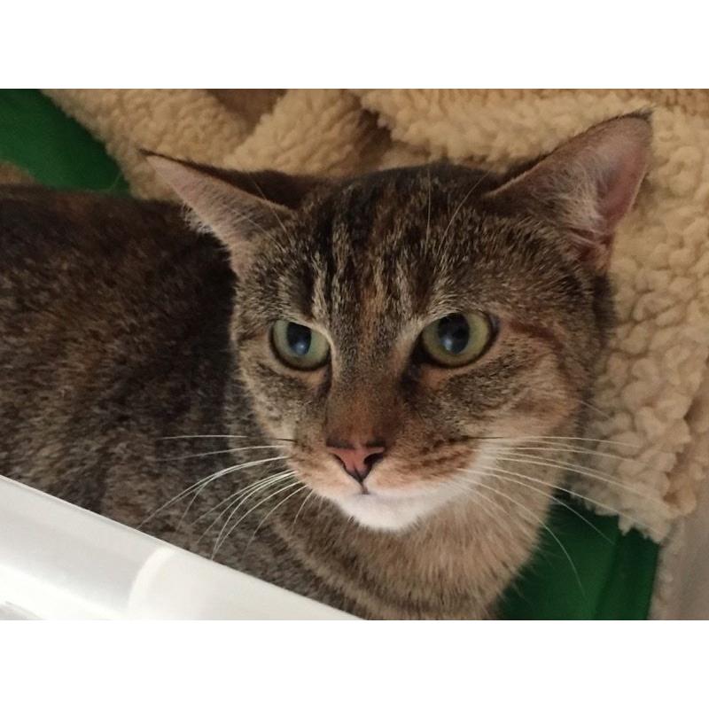 Bella, gentle indoor female cat