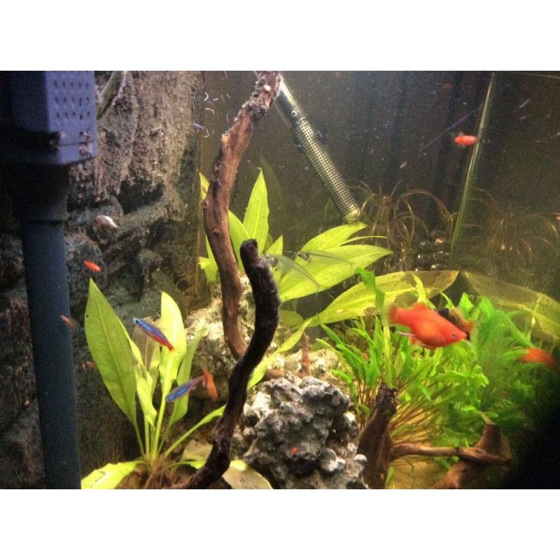 Platy tropical fish