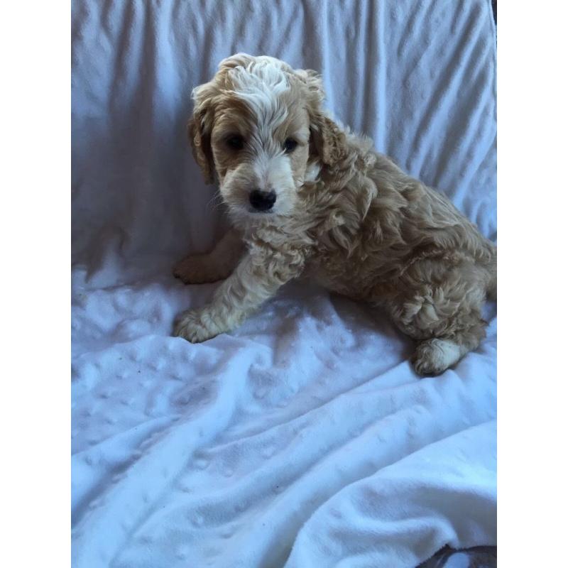 Spoodles puppy