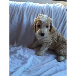 Spoodles puppy