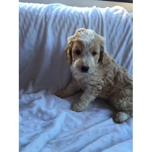 Spoodles puppy
