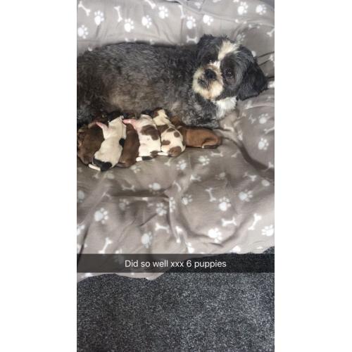 Litter of 6 shitzu puppies
